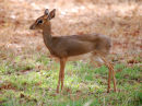 Af35 Dik Dik