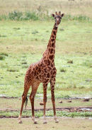Af38 Amboseli Giraffe