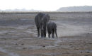Af42 Elephants