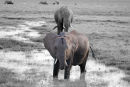 Af44 Elephants 2