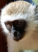 Af47 Monkey
