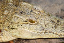 Af48 Croc