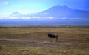Af49 Kili wildebeest