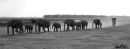 Af56 Elephants Panoramic