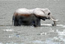 Af57 Wallowing