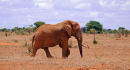Af58 Red Elephant