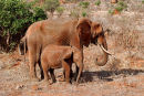 Af59 Elephants