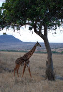 Af62 Giraffe 2