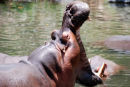 Af63 Mzima Hippo