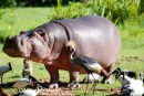 Af65 Halle Park Hippo