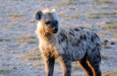 Af66 Hyena