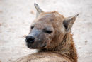 Af67 Hyena Close-up