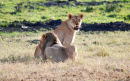 Af69 Lions