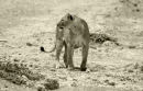 Af75 Black & White Lion
