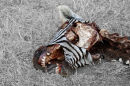 Af77 Lion Kill