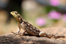 Af78 Lizard