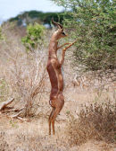 Af7 Gerenuk