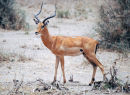 Af8 antelope