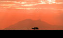 Af94 Acacia Sunset