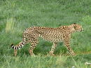 An10 Cheetah