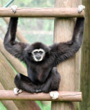 An18 Gibbon