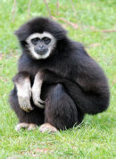 An19 Gibbon 2