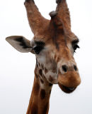 An20 Giraffe