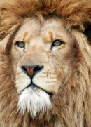 An25 Lion