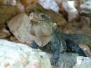 An29 Iguana