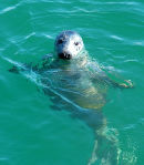 An32 Kinsale seal