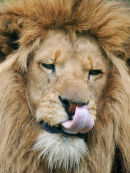 An35 Lion 3