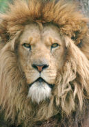 An37 Lion 5