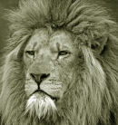 An39 Lion b & w