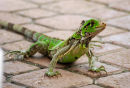 An43 Lizard