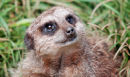 An46 Meerkat - Simples!