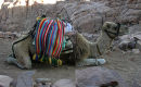An48 Mt Sinai Taxi