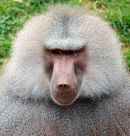 An4 Baboon 2