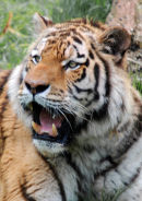 An51 Pussy Cat