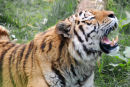 An52 Yawn!