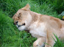 An54 Sleepy head