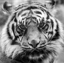 An64 Tiger b & w