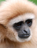An66 White Gibbon Portrait