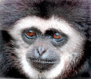 An6 Black Gibbon Portrait
