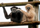 An9 Cheeky Monkey