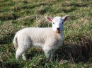 NE27 Lindisfarne Lamb 2