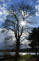 UK32 Lakeside Tree