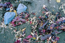 Seaweed and Feathers