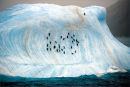 Wild Ice