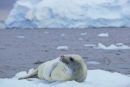 Ice Rider II