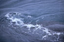 Humpback